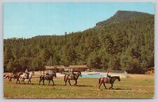 Postcard Phoenix Arizona Horseback Ride at Camp Geronimo picture