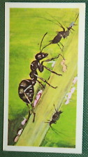 WOOD ANTS  FARMING APHIDS   Vintage 1970's Illustrated Card   DD06M picture