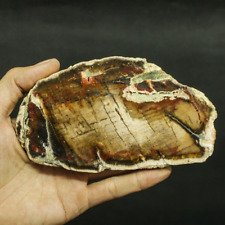 57Gr Top Natural Petrified Wood Mineral Rough Multicolor Specimen Slab picture