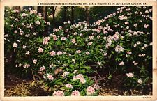 Vintage Postcard- A rhododendron bush, Jefferson County, PA Early 1900s picture