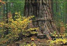 Postcard CA Calaveras Big Trees State Park Giant Sequoia Sierra Nevada Range picture