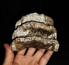 AMAZING AMMONITE STEGODON MOLAR PARTIAL TOOTH FOSSIL FROM JAVA, INDONESIA, 95MM picture