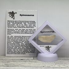 Spinosaurus Extinct Dinosaur Bone Fossil in Display Case picture
