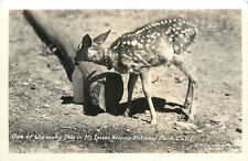 RPPC Collared Spotted Fawn Baby Deer Pet, Lassen Volcanic Park CA Eastman 1039 picture