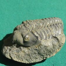 Rare Trilobite Fossil Schizostylus brevicaudatus Positive & Negative Bolivia picture