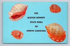 The Scotch Bonnet State Shell Of North Carolina NC Postcard picture