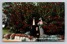 The Poinsettia California's Christmas Flower Man Women Dress DB Postcard picture