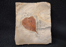 Rarely Seen Leaf Fossil, Fort Union Formation, Glendive, MT picture
