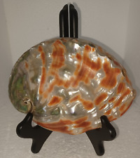 Rare Red abalone Pacific Ocean Sea Shell 8
