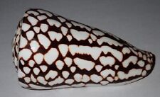 100 mm HUGE SIZE HARD TO FIND Conus Marmoreus Cone Seashell Masbate Island picture