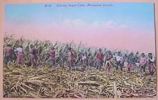 1910's Cutting Sugar Cane TH Hawaiian Islands Mitchell H-26 picture