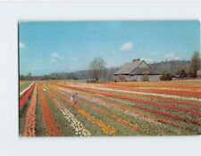 Postcard Tulip Field Bulb Farm Puyallup Valley Washington USA picture