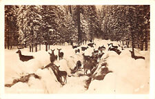 UPICK POSTCARD Deer in North Idaho Real Photo Postcard c1940 Unposted picture