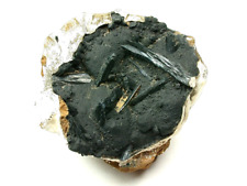 MINERALS : VIVIANITE WITH GOETHITE INSIDE A MARINE SHELL FROM CRIMEA IN UKRAINE picture