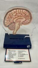 VTG ‘94 Imitrex 3D Neuroanatomy Model w Legend Brain Anatomy Medical Advertising picture