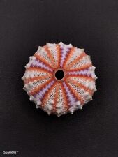 GIANT Coelopleurus granulatus deep sea urchin. 45mm Collectable sea shell #9705 picture