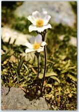 Postcard - White Anemone picture