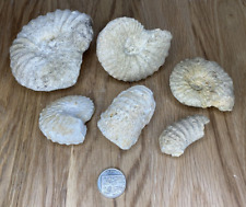 Fossil Specimen Collection, Ammonites, Set of 6, 50mm - 100mm picture