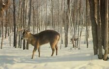 Vintage Deer Postcard   FOREST DEER   WINTER    UNPOSTED picture