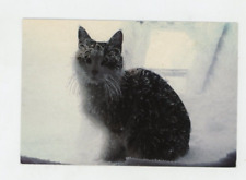 Vintage Cat Postcard  CAT   SUMMIT  MT. WASHINGTON, NEW HAMPSHIRE   POSTED 1994 picture
