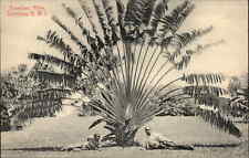Dominica Dominican Republic Travellers Palm Vintage Postcard picture
