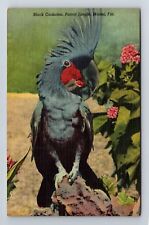 Miami FL-Florida, Black Cockatoo, Parrot Jungle, Antique, Vintage Postcard picture