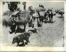 1941 Press Photo Greek Peasants Return Home After German Conquest, World War II picture