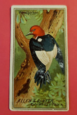Allen & Ginter 1888 N4 Birds of America Tobacco Card- Woodpecker picture