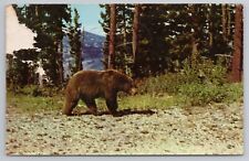 Vintage Postcard Black Bear Yellowstone National Park Postmarked 1958 picture