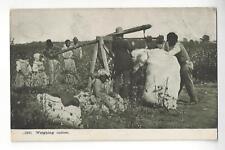 Weighing Cotton picture