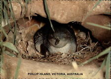 Australia Phillip Island Victoria Penguin Reserve ~ unused postcard sku127 picture