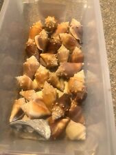 12 Florida Fighting Conch Shells picture