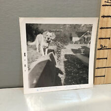 Vintage Photo 60's Dog With Floppy Big Ears d2 picture
