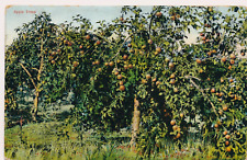 APPLE TREES. CALIFORNIA. CA. FRUIT ON TREES. M. RIEDER- PUBL. picture