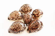 6 Leopard Tiger Cowrie Shell (Cypraea Tigris) 2 1/2