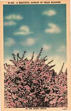 Beautiful Display of PEACH BLOSSOMS Flowers in Sunny South Postcard picture