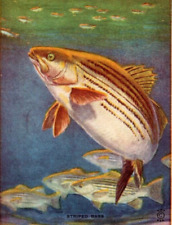 VTG Blotter Strickland Motor CO Ford Striped Bass Striper Fish Chatom Alabama picture