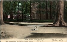 1910. ROUND LAKE. NY. SQUIRREL SCENE. POSTCARD. picture