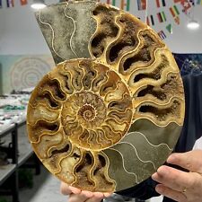 4.17LB Rare Natural Tentacle Ammonite FossilSpecimen Shell Healing Madagascar picture