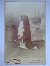 Cabinet Card Begging Dog Named Jock Sheepdog/ Collie? by Naudin London picture