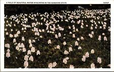 Field Beautiful Water Hyacinths Sunshine State Vintage Unposted Postcard picture