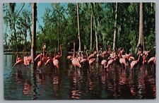 Walt Disney World Florida Treasure Island Flamingos Postcard picture