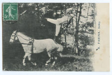 c 1910 Trick Stunt Riding Rider HORSE JOCKEY Farina photo postcard picture