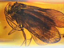 Detailed Trichoptera (Caddisfly), Fossil inclusion in Baltic Amber picture