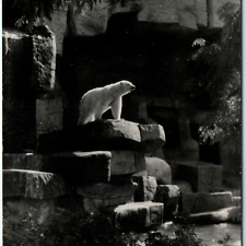 c1940s Brookfield, IL RPPC Polar Bear Zoological Park Real Photo Postcard A93 picture