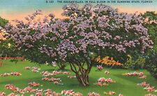 Postcard FL The Bouganvillea in Full Bloom Florida Linen Vintage PC e2049 picture