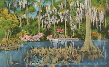 Postcard FL Cypress Gardens Fantastic Growth of Cypress Knees Vintage PC J8956 picture