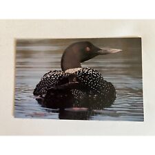 Vintage 1981 Woody Hagge Photography Photo Stow Away Loon Postcard Bird Wildlife picture