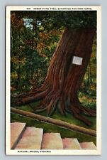 Postcard: Natural Bridge, Virginia Arbor Vitae Tree, Estimated Age 1000 Years  picture