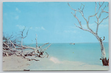 Postcard Florida, Sanibel Island, Driftwood, Beach, Boat A200 picture